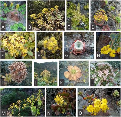 Diversification of Aeonium Species Across Macaronesian Archipelagos: Correlations Between Genome-Size Variation and Their Conservation Status